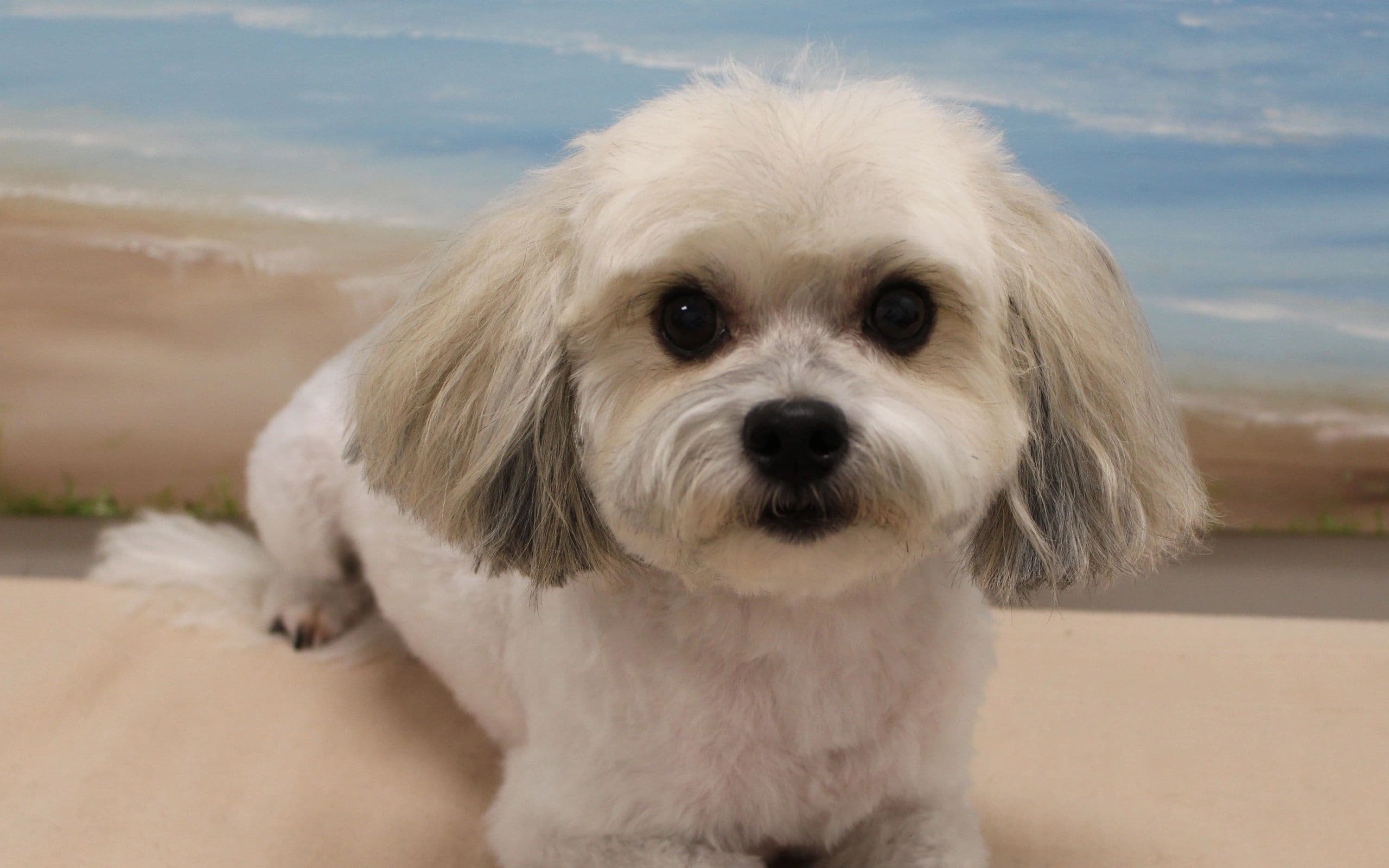 A freshly groomed small dog, brushed out and calm, on the grooming table at Dogs of Venice