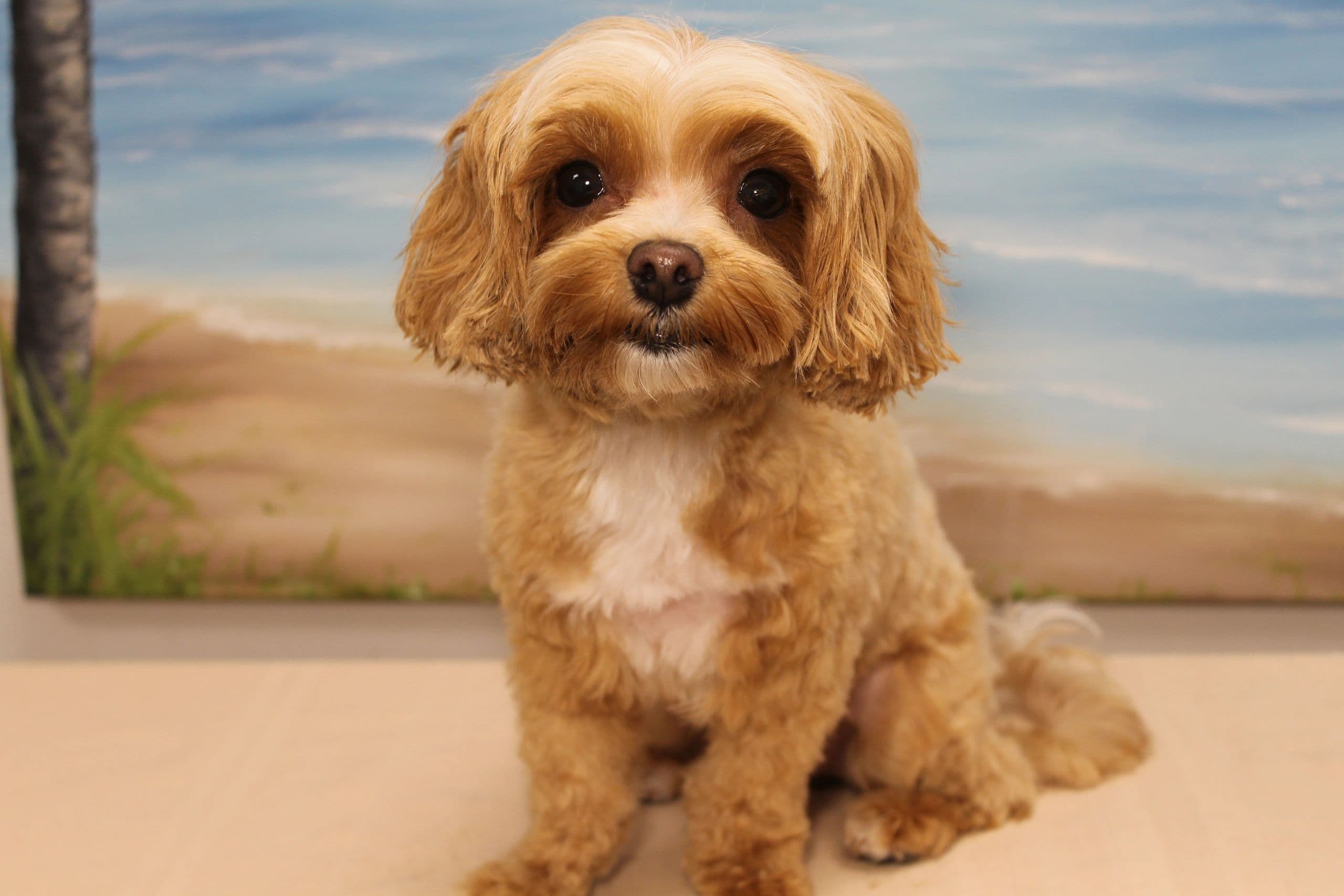 A freshly groomed dog with a brushed-out coat, sitting for its after-groom photo at Dogs of Venice